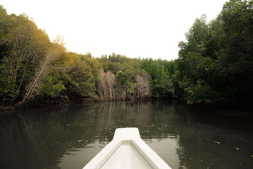 Langkawi Royal Mangrove Tour with Snorkeling Package - What the three-hour schedule means for you