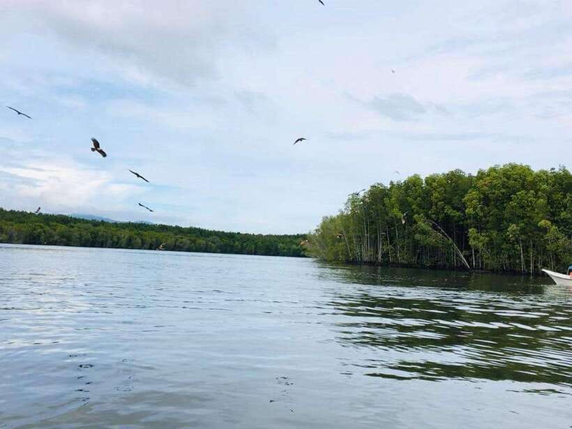 Langkawi: Tanjung Rhu Mangrove Speedboat Tour - Sea eagles over the Andaman Sea