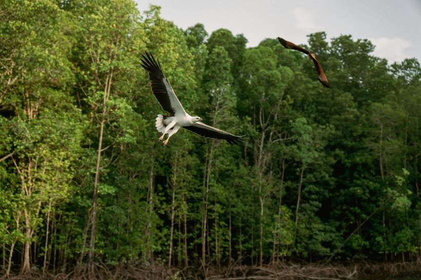 Langkawi: Tanjung Rhu Mangrove Speedboat Tour - What the transport and guide service are like