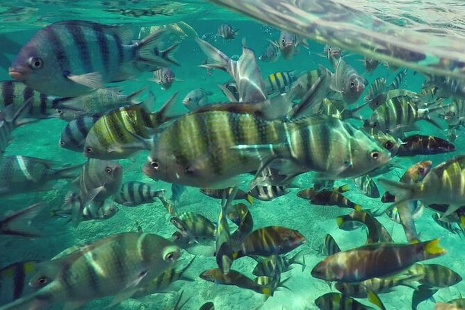 Langkawi Tour A - Land Tour & Pulau Dangli Snorkeling - What to bring and how to plan the day