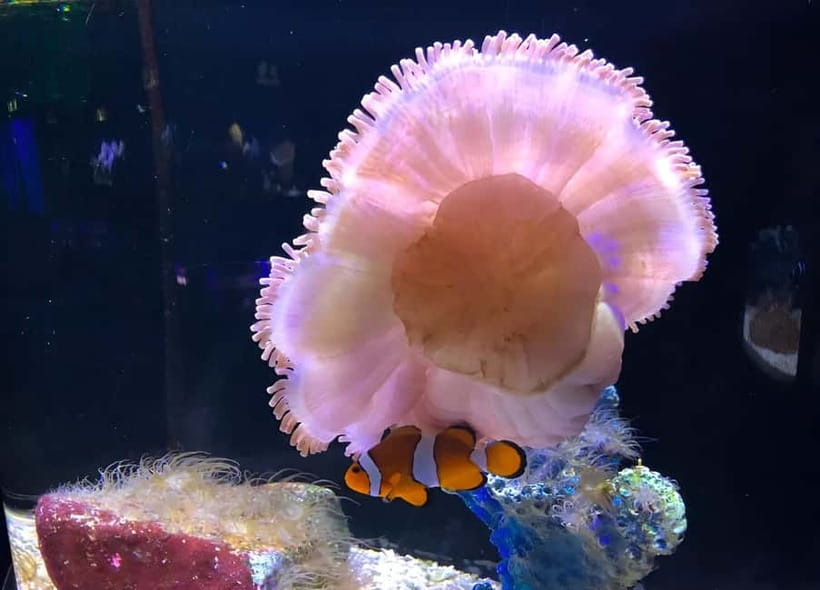 Langkawi: Underwater World Langkawi Entry Ticket - Key points worth knowing