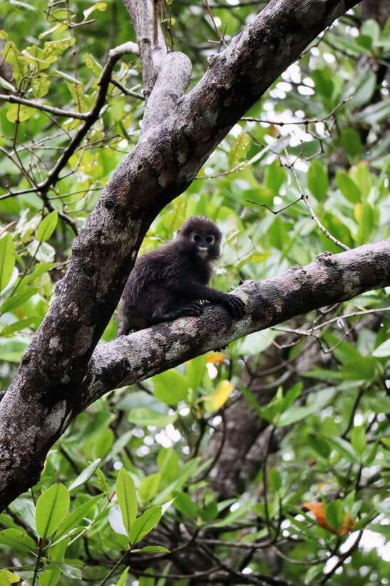 Langkawi: UNESCO Global Geopark Mangrove Cruise - Two hours through the mangrove channels