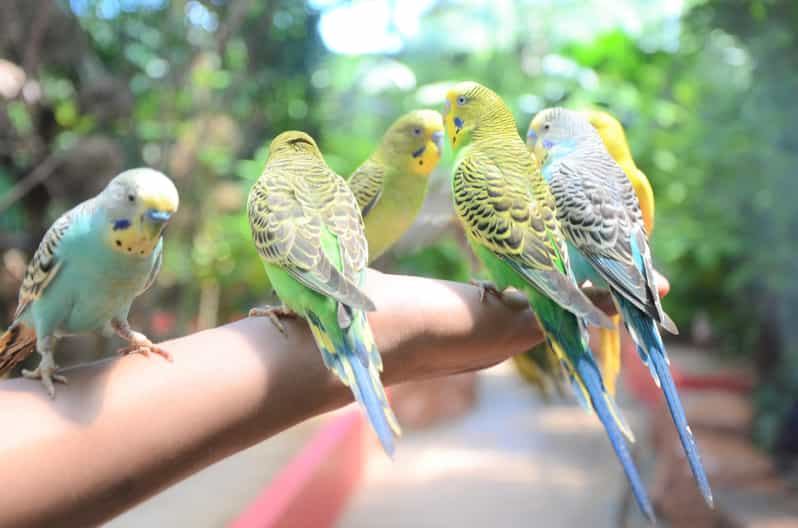 Langkawi: Wildlife Park Admission Ticket - Small details that make a difference