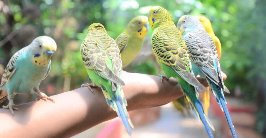 Langkawi: Wildlife Park Admission Ticket - A covered wildlife park in the heart of Langkawi