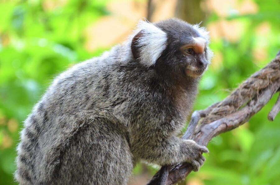 Langkawi: Wildlife Park Admission Ticket - Crocodiles, otters, and scheduled presentations