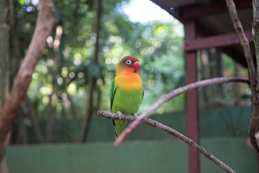 Langkawi: Wildlife Park Admission Ticket - The best way to plan your visit