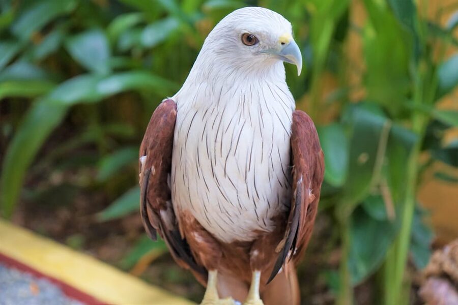 Langkawi: Wildlife Park Admission Ticket - What you see in the tropical gardens