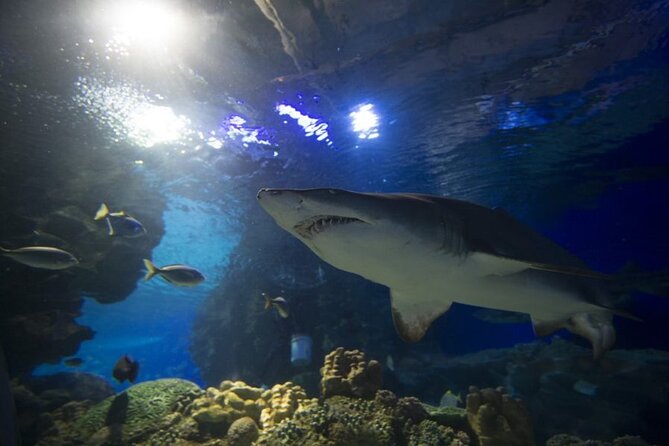Malaysia: Aquaria KLCC Entry Ticket - Who will enjoy Aquaria KLCC most