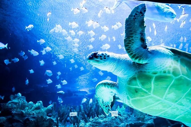 Malaysia: Aquaria KLCC Entry Ticket - A self-guided route that works for families
