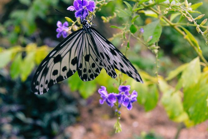 Malaysia: Discover Nature's Wonders with Entopia Entry Ticket - Is $16.93 good value?