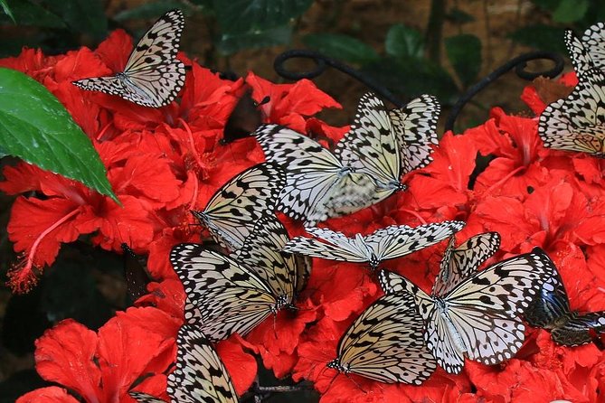 Malaysia: Discover Nature's Wonders with Entopia Entry Ticket - Seasonal hours and Chinese New Year details