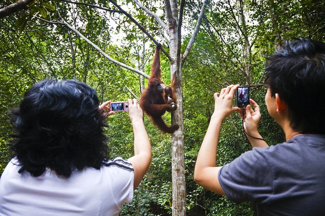 Marvellous Creature Orangutan : Sarawak Semenggoh Wildlife Centre Tour - From Kuching to the Wildlife Centre