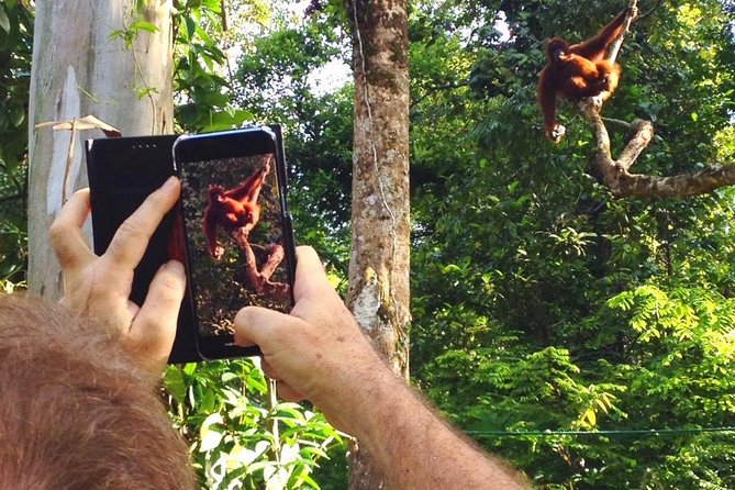 Marvellous Creature Orangutan : Sarawak Semenggoh Wildlife Centre Tour - How to Make the Most of the Visit