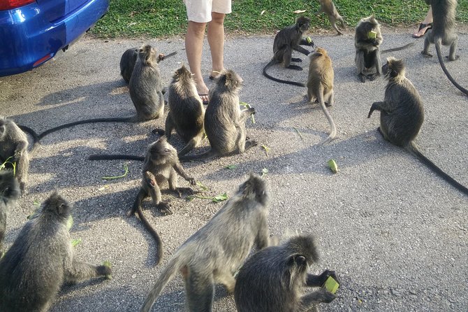 Monkey Hill, Eagle &Firefly Tour+Free Batu Caves Visit.(Per Car) - Fireflies on the Kuala Selangor river