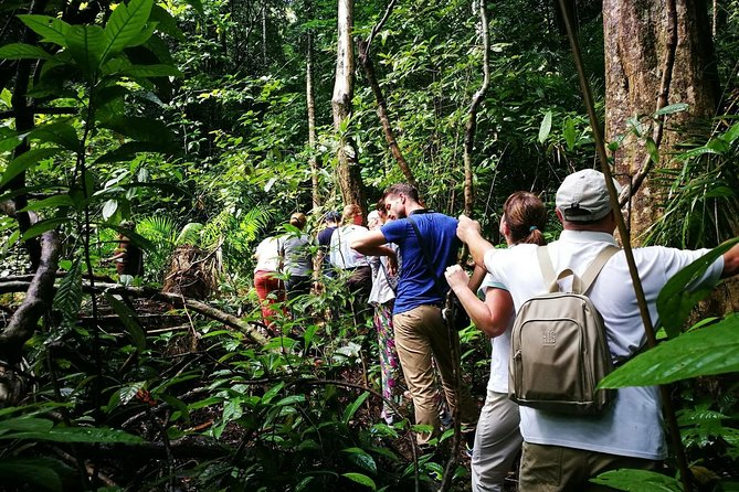 Morning Rainforest Walking from Langkawi - What the Langkawi rainforest walk is really about