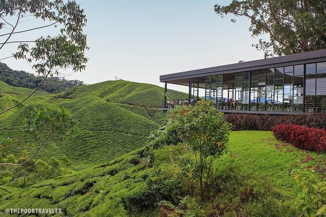 Mossy Forest in Brinchang Tour - Raju Hill Strawberry Farm, fun with a commercial edge