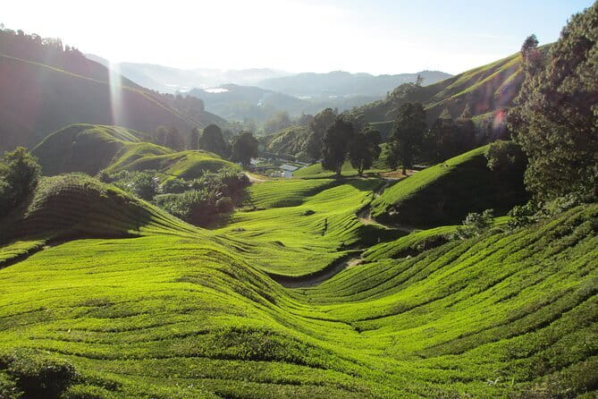 Mossy Forest in Brinchang Tour - Who will enjoy this half-day outing