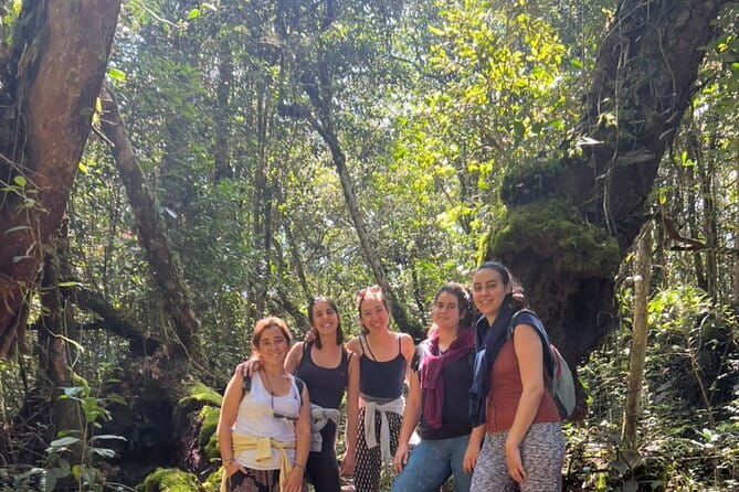 Mossy Forest in Brinchang Tour - BOH Tea Plantation: the most reliable stop