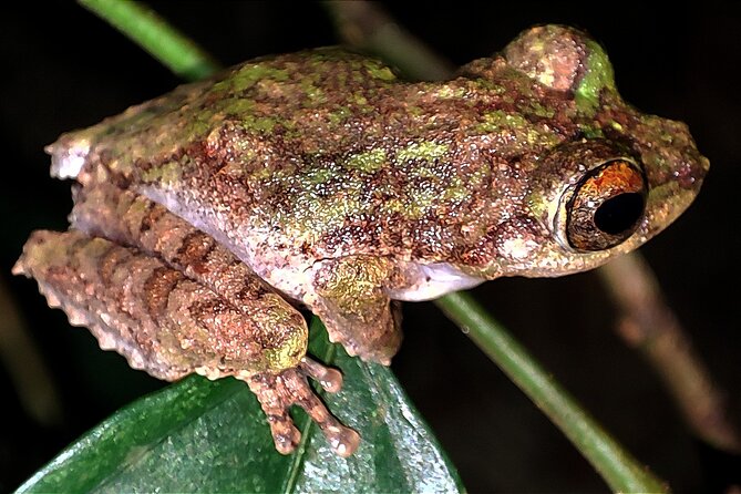 Night Froggy Adventure at Kubah National Park - Why Kubah becomes interesting after sunset