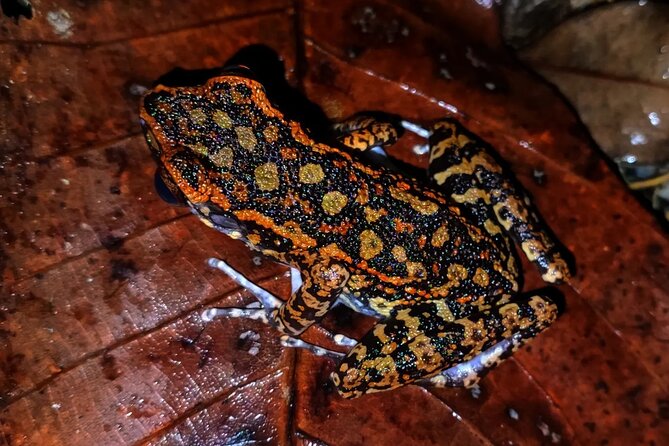 Night Froggy Adventure at Kubah National Park - Walking from the park office to the frog pond