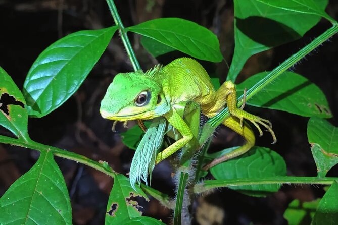 Night Froggy Adventure at Kubah National Park - The 30-minute ride from Kuching