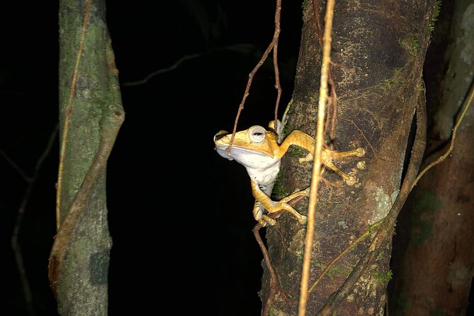 Night Frogs Tour at Kubah National Park - Why Kubah Works So Well After Dark