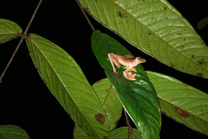 Night Frogs Tour at Kubah National Park - The 6 pm Start and Ride From Kuching
