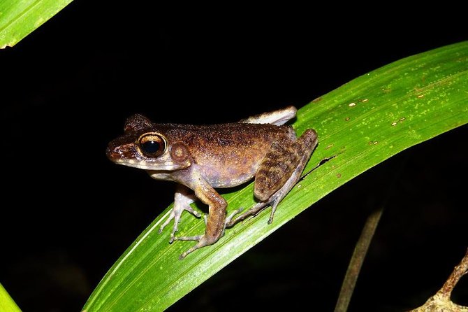 Night Frogs Tour at Kubah National Park - Searching Streams, Ponds, and the Frog Boardwalk
