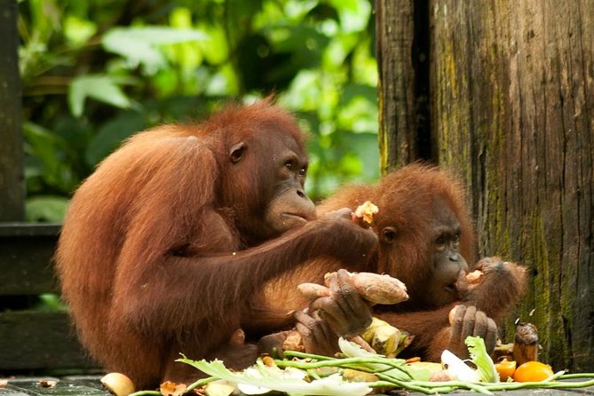 Orang Utan Island and Perak Tong Cave From Kuala Lumpur - Key points to know before you book