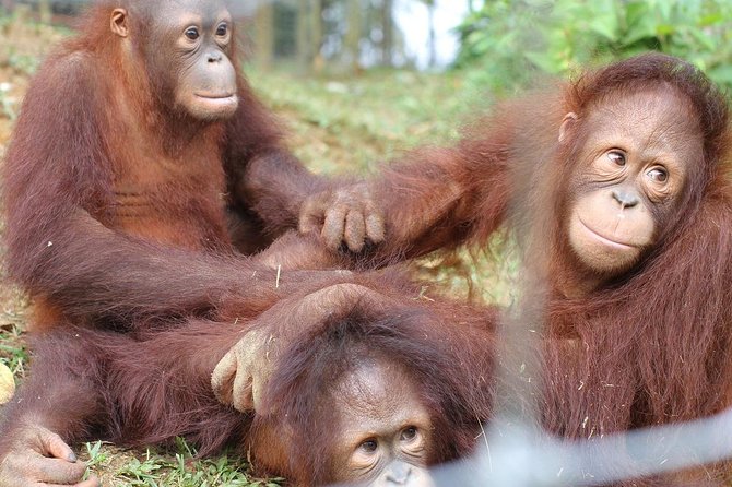 Orang Utan Island and Perak Tong Cave From Kuala Lumpur - Why Orang Utan Island is worth the long drive