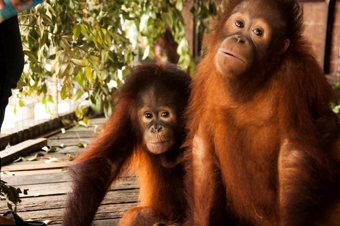 Orang Utan Island and Perak Tong Cave Temple Day Tour from Kuala Lumpur - Why the Orang Utan Island visit matters