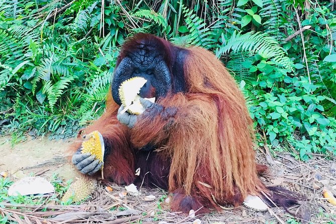 Orang Utan Island and Perak Tong Cave Temple Day Tour from Kuala Lumpur - Crossing to Orang Utan Island