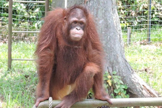 Orang Utan Island and Perak Tong Cave Temple Day Tour from Kuala Lumpur - A close look at the orangutan experience