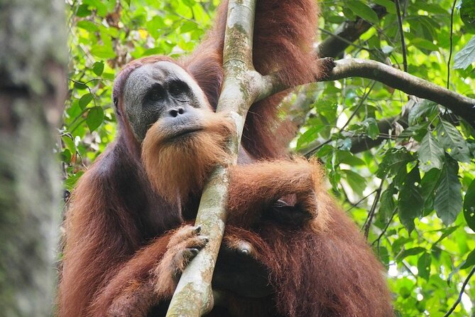 Orang Utan Island and Perak Tong Cave Temple Day Tour from Kuala Lumpur - Who will enjoy this day trip most