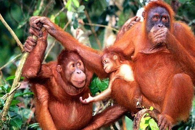 Orang Utan Island Day Tour - Why Bukit Merah Orang Utan Island is worth the long ride