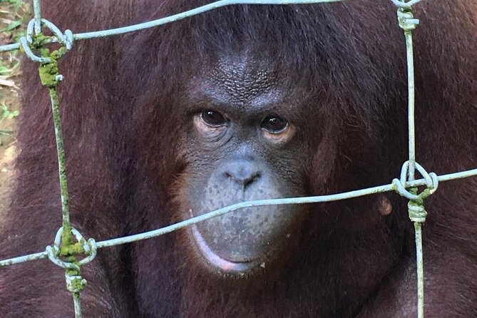 Orang Utan Island Day Tour - Who will enjoy this day most?