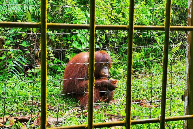 Orang Utan Island Day Tour (Bukit Merah) - A simple local lunch in the middle of the day