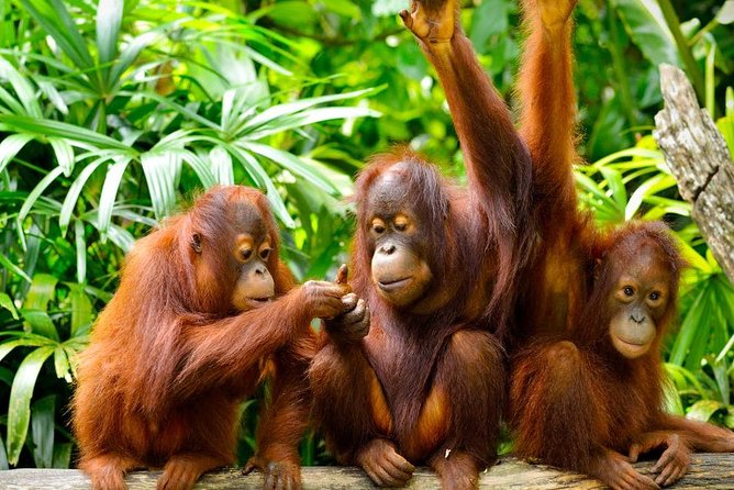 Orang Utan Island Day Tour (Private) - The 7am departure sets the rhythm