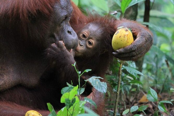 Orang Utan Island Day Tour (Private) - Is $101 a fair price for a private day?