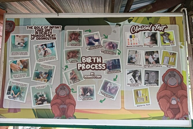 Orangutan Island, A Responsible Wildlife Sanctuary Experience - What the private format changes