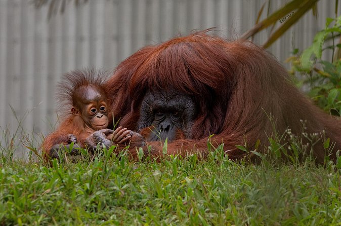 Orangutan Island, A Responsible Wildlife Sanctuary Experience - Is six to seven hours too long?