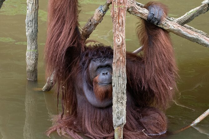 Orangutan Island, A Responsible Wildlife Sanctuary Experience - From Penang to Bukit Merah Lake