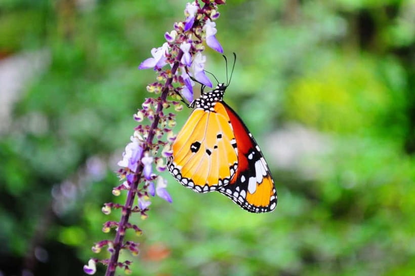 Penang: Entopia General Admission Tickets - Key points to know before you go