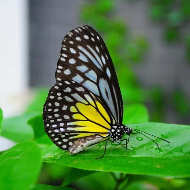 Penang: Entopia General Admission Tickets - Should you book Entopia?