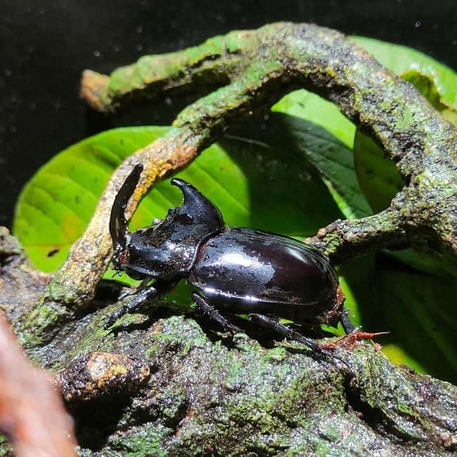 Penang: Entopia General Admission Tickets - Walking through Natureland with 15,000 butterflies