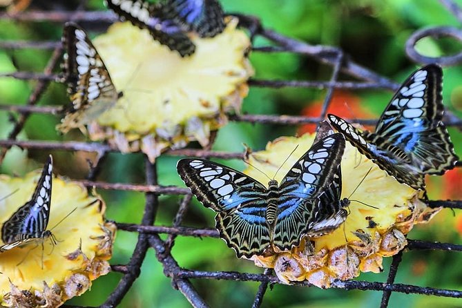 Penang Round Island Tour With Tropical Spice Garden & Entopia Butterfly Farm - Who will get the most from this tour