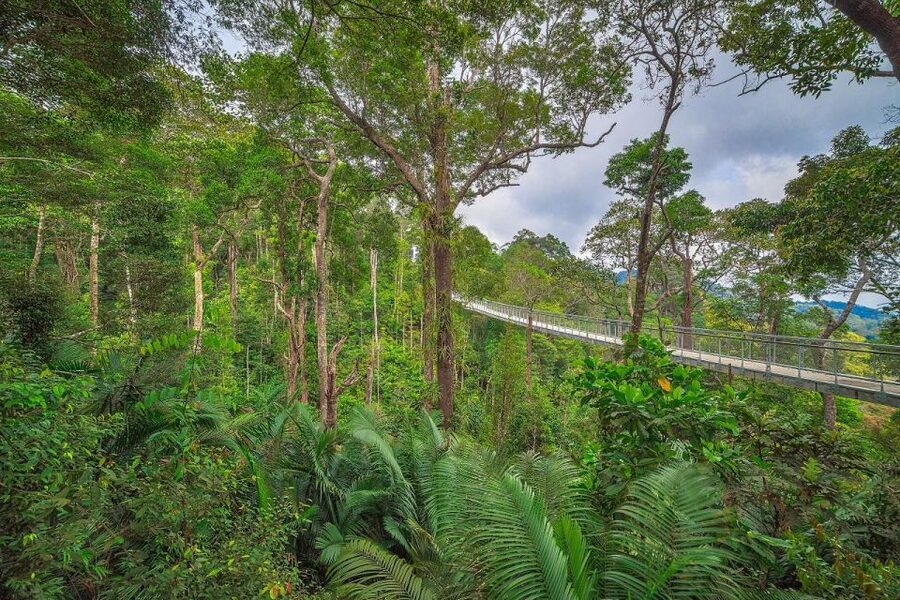 Penang: The Habitat Penang Hill Entry Ticket - A 1.6-kilometre walk through ancient rainforest