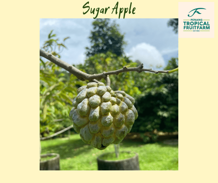 Penang: Tropical Fruit Farm Ticket - Fresh juice and the optional fruit box
