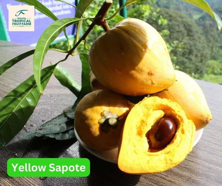 Penang: Tropical Fruit Farm Ticket - Is $7 a fair price?