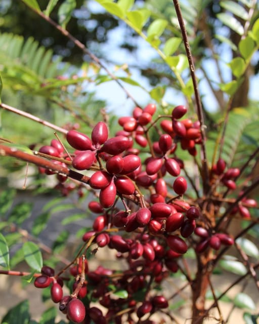 Penang: Tropical Fruit Farm Ticket - Tasting fruit enzyme, honey, and herbal tea